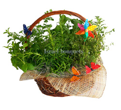 Доставка цветов в Израиле. Базилик душистый или базилик обыкновенный из семейства Яснотковые.